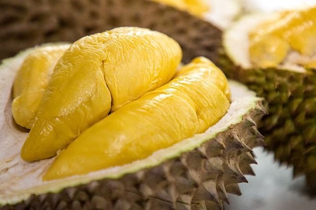 Inilah 6 Tahapan Budidaya Durian Musang King yang Baik dan Benar